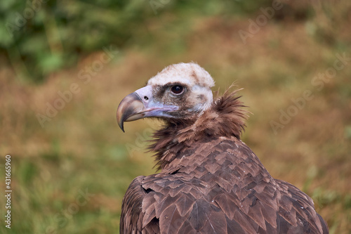 Monk Vulture Close Up. Bird with special hemoglobine for higher flying  Aegypius monachus  Cinereous Vulture  Sup hn  d   .    