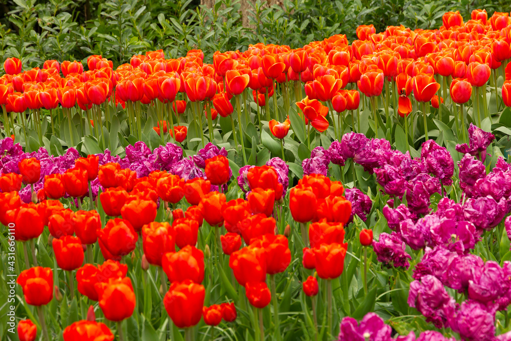 Red and purple tulips, Keukenhof flower park, Holland, Netherlands
