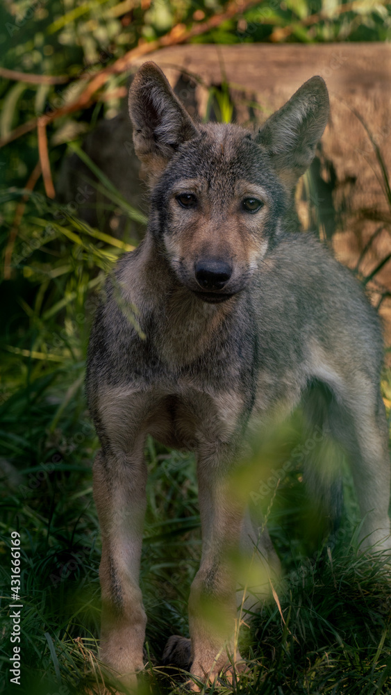 Only a few months old cute gray wolf puppy hiding in the dark leaves. Canis lupus