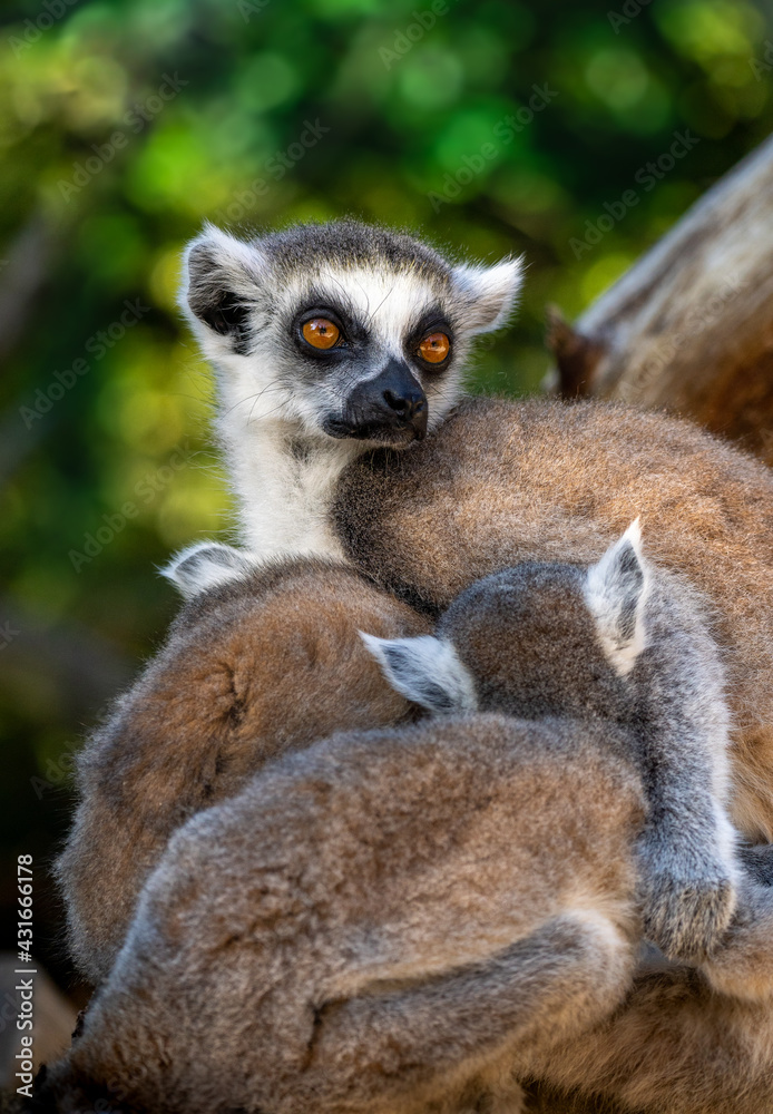 Fototapeta premium Bright clear portrait of Ring-tailed lemur and her baby on the green leaves background. Lemur catta. Maki or Hira called localy on Madagascar. 