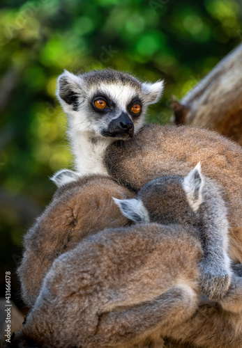 Bright clear portrait of Ring-tailed lemur and her baby on the green leaves background. Lemur catta. Maki or Hira called localy on Madagascar. 