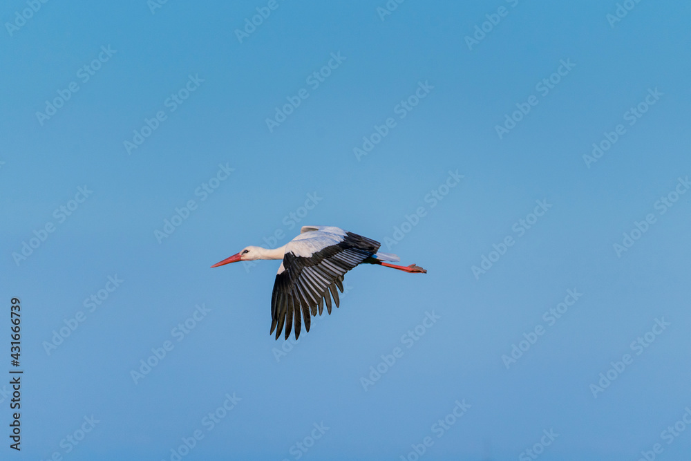 European Stork is flying on the filed somewhere in Germany European Stork is flying on the filed somewhere in Germany
