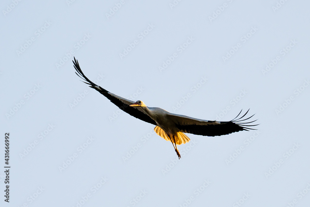European Stork is flying on the filed somewhere in Germany European Stork is flying on the filed somewhere in Germany