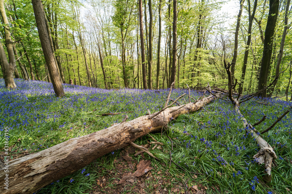Bluebells and fallen tree in Graig Fawr Woods near Margam Country Park, Port Talbot, South Wales, United Kingdom Bluebells and fallen tree in Graig Fawr Woods near Margam Country Park, Port Talbot, South Wales, United Kingdom