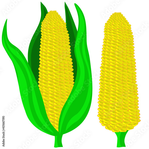  Corn cob isolated on white background. Vector, clipart.