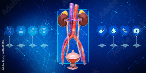 3d rendering human healthy kidneys