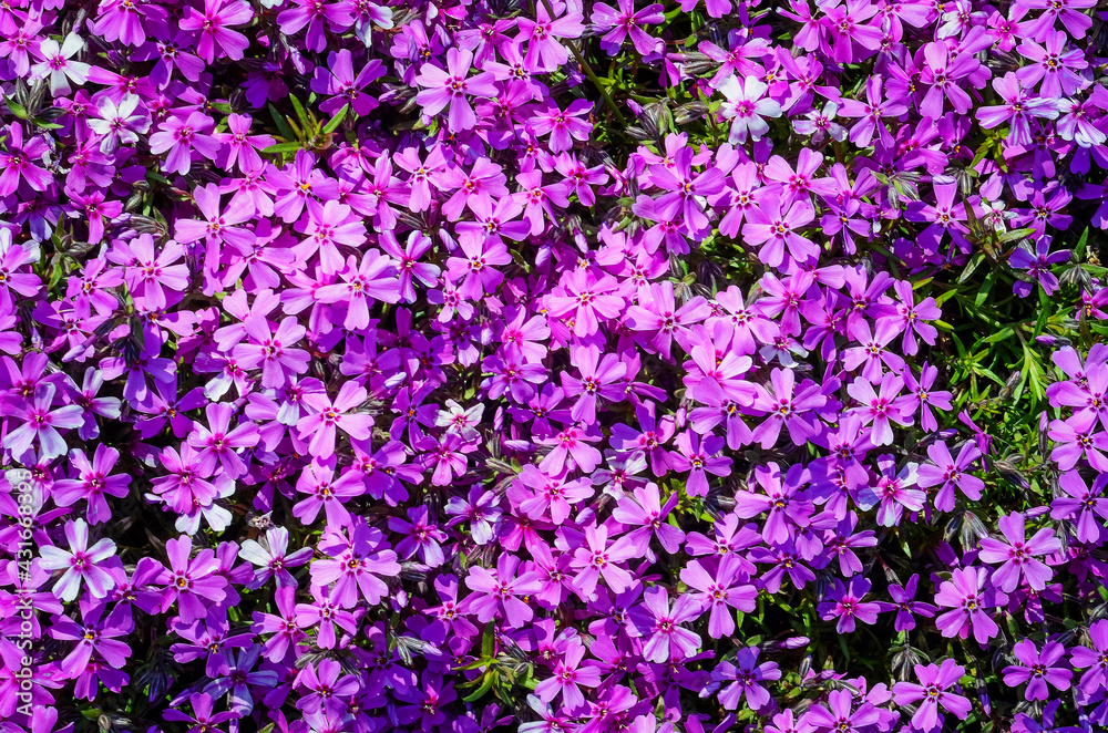 Naklejka premium Pink flowers background