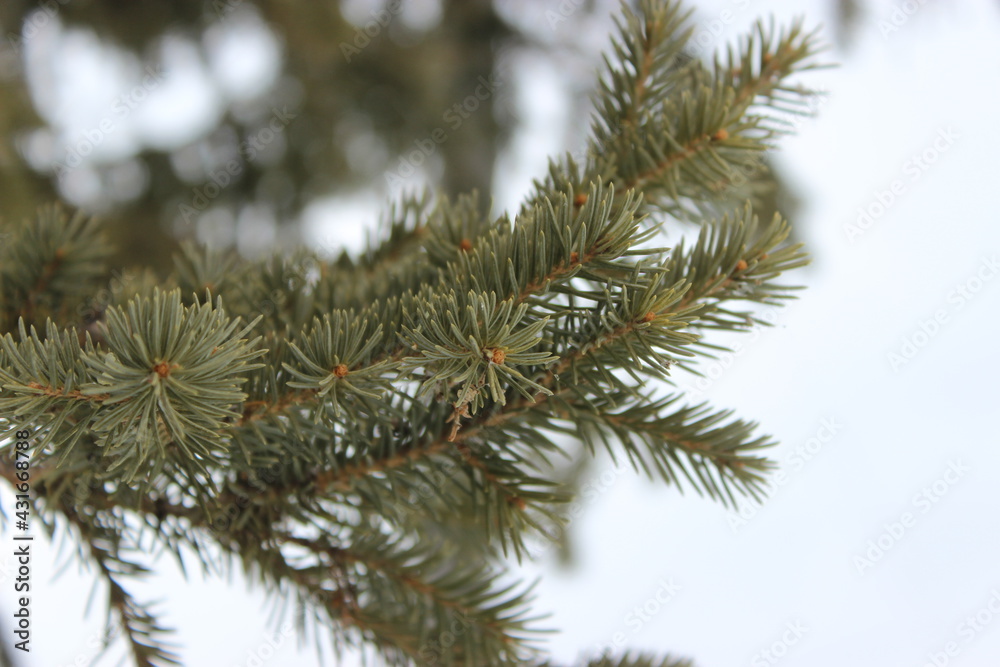 branches of a pine