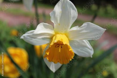 daffodils in spring