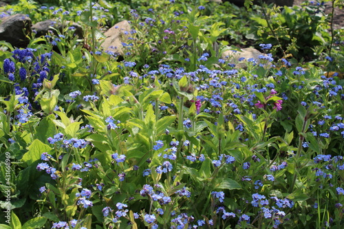 flowers in the field