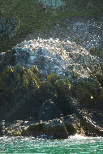 Colony of northern garnet on the rock of island in Ireland. Wild bird in the wild. photo