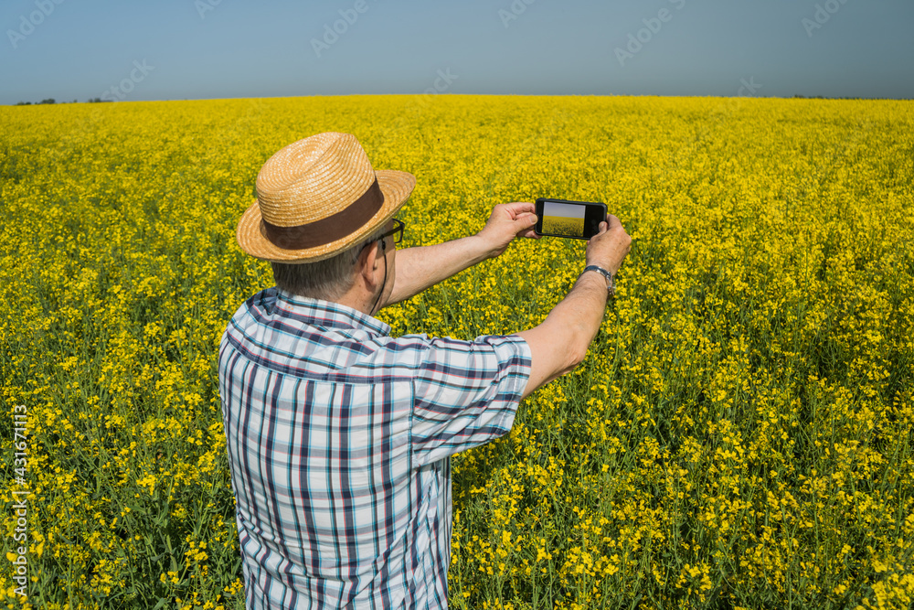 Proud senior farmer is standing in his rapeseed field and taking pictures of his plantation.