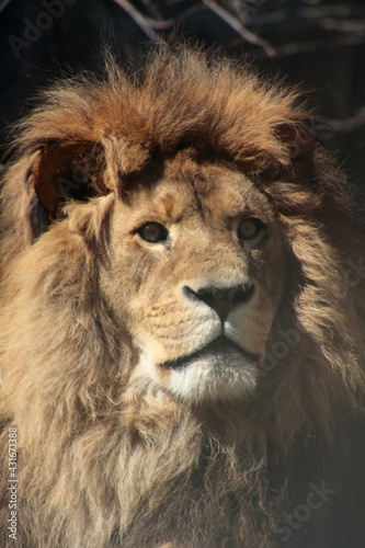Fototapeta Naklejka Na Ścianę i Meble -  biodiversity concept - lion close up portrait
