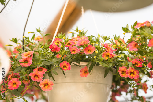 Petunia or calibrachoa growing in a flowerpot in a nursery or a greenhouse