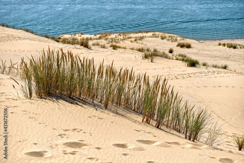 Ammophila arenaria on the Dune of Pilat located in La Teste-de-Buch in the Arcachon Bay area  in the Gironde department in southwestern France