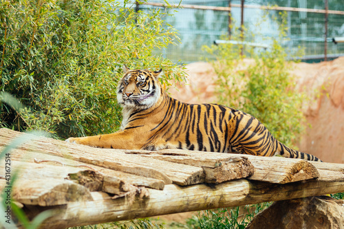 Tiger lying and resting at the zoo with green shrubs on the background