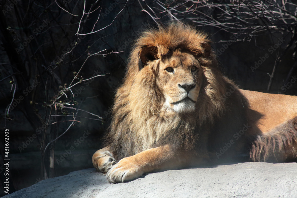 Naklejka premium biodiversity concept - portrait of lying lion