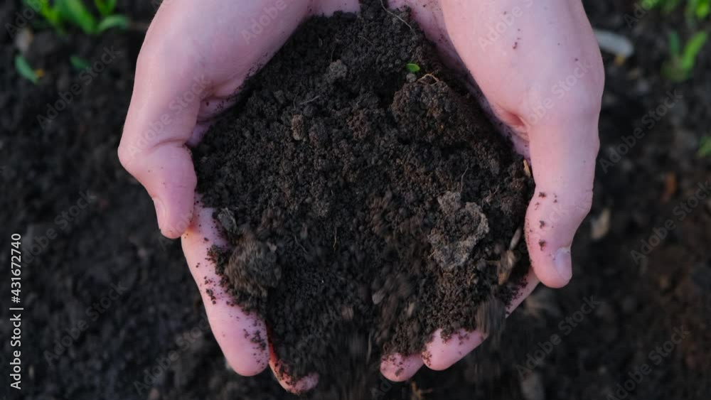 Farmer and agriculture. Farmer holds fertile soil in his hands, close-up