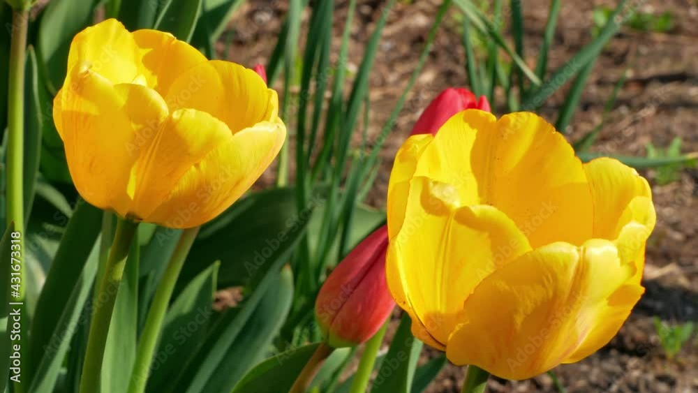 Blooming yellow tulips in spring flowerbed swaying on a wind. Field of bright beautiful flowers closeup in sunlight. Natural floral background 4K footage. Blooming yellow tulips in spring flowerbed swaying on a wind. Field of bright beautiful flowers closeup in sunlight. Natural floral background 4K footage.