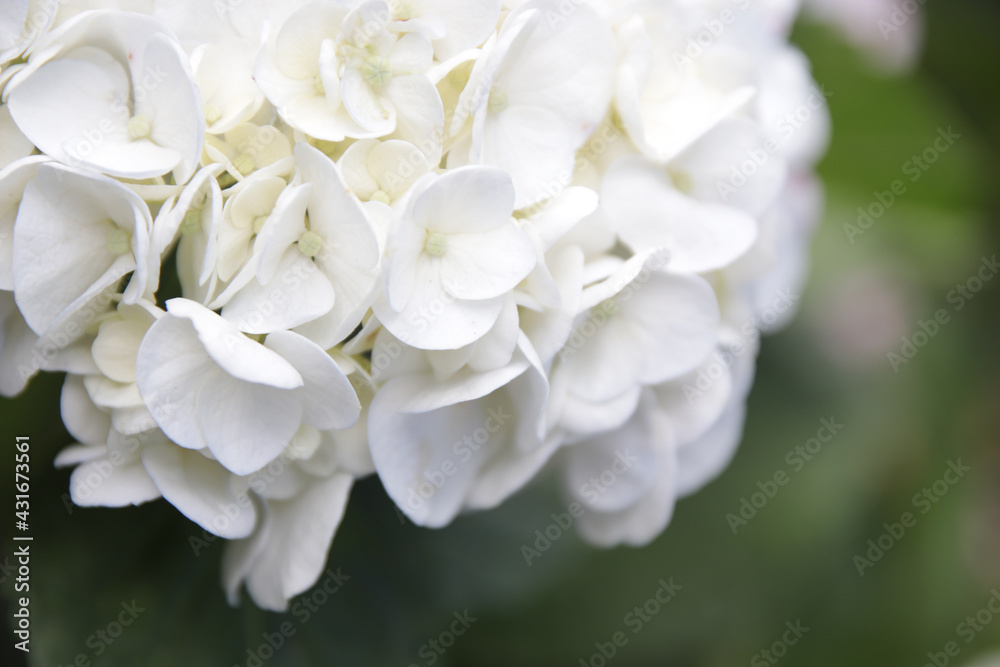 close up of white hydrangea flower close up of white hydrangea flower