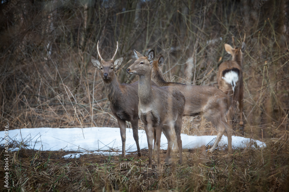 Fototapeta premium The deers