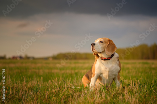 beagle dog on a walk on a May evening