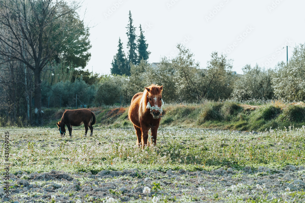 Poni y mula en la naturaleza. Caballos pastando en el campo. Poni y mula en la naturaleza. Caballos pastando en el campo.