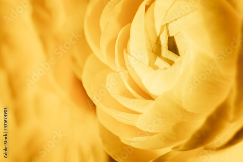 Yellow ranunculus flower closeup shot.