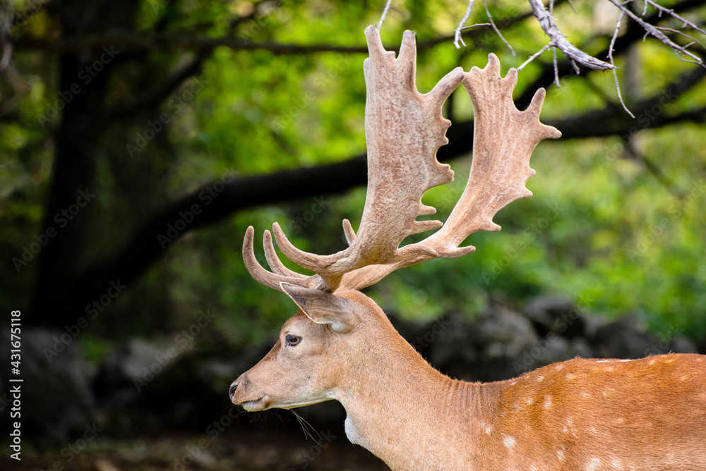 A male fallow deer in the meadow