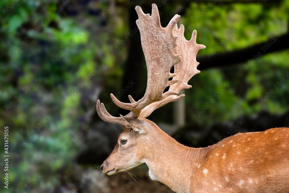 A male fallow deer in the meadow