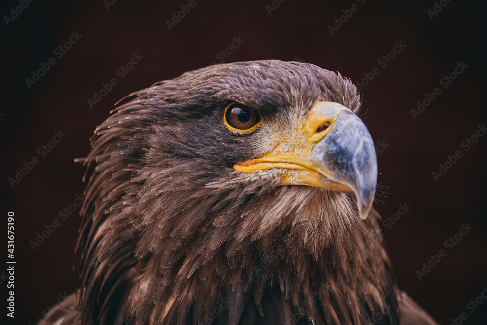 detail of brown eagle head on black backgroun detail of brown eagle head on black backgroun
