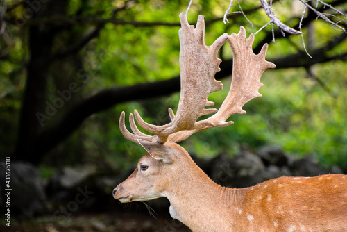 Obraz na płótnie A male fallow deer in the meadow w salonie