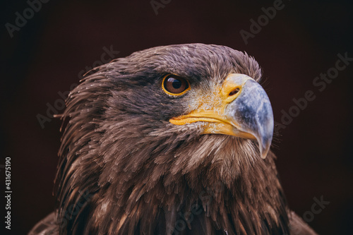 detail of brown eagle  head on black backgroun 