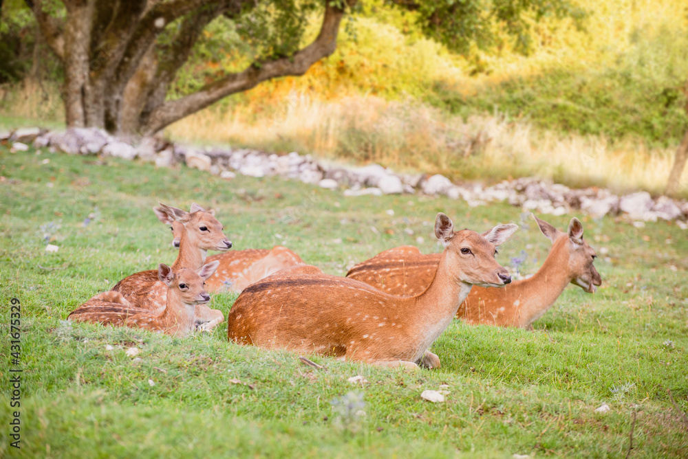 Baby fallow deer with its mum in the grass