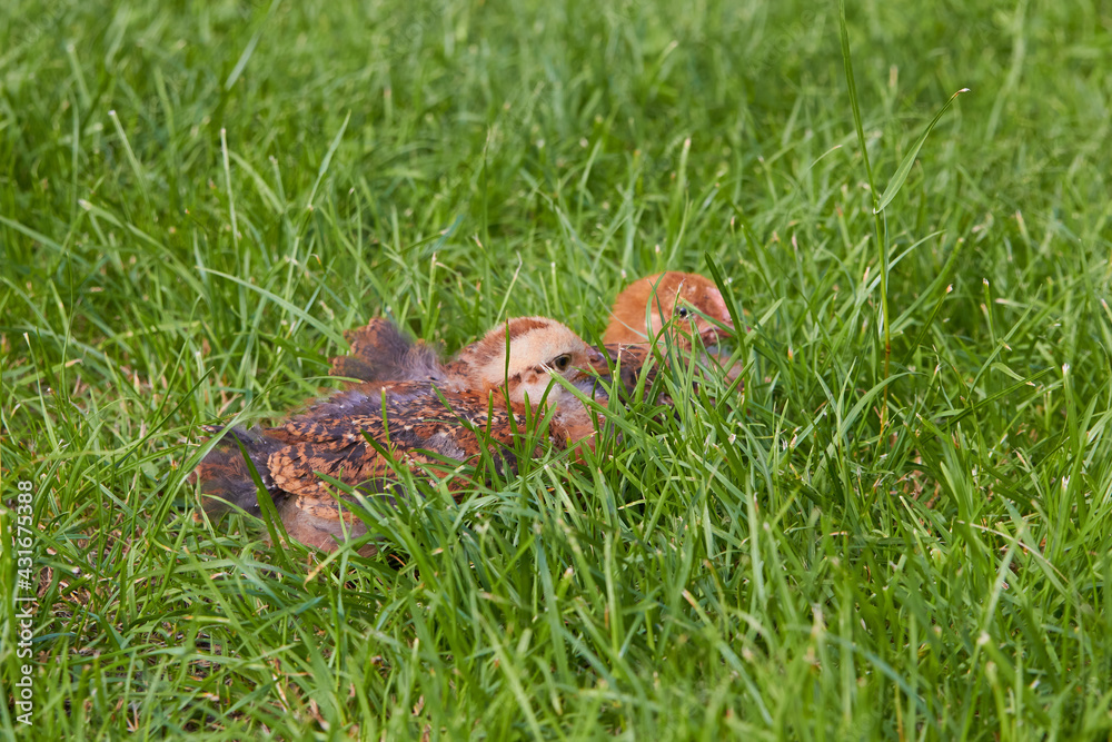 Obraz premium little chickens on the grass,little chickens sleeping in the grass in spring