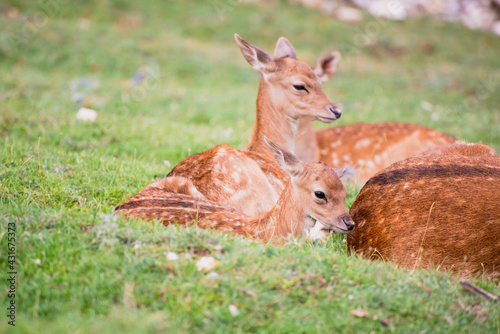 Obraz na płótnie Baby fallow deer with its mum in the grass w salonie