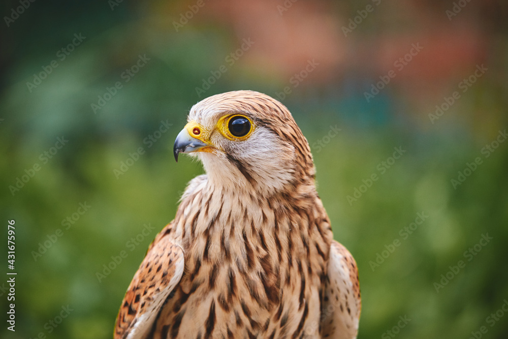 red tailed hawk , Kestrel red tailed hawk , Kestrel