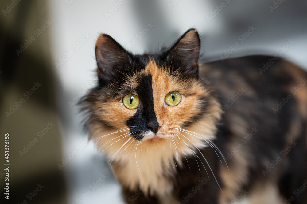 Beautiful three-color cat standing against background of wall with shadows and looking at camera. Beautiful three-color cat standing against background of wall with shadows and looking at camera.