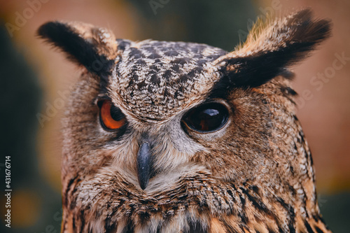 handicap owl one eye head detail 
