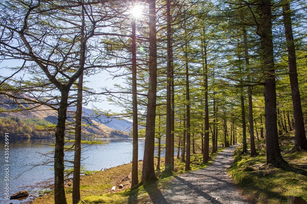 Naklejka premium Woodland path on the western shore of Buttermere, English Lake District.