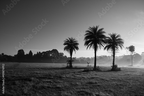 Palm trees  © Abhishek