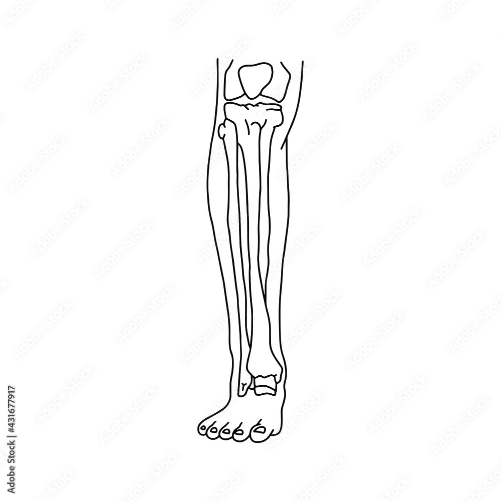 Human calf with skeleton, front view. Human leg bones drawn wines lines on white background. Vector Stock illustration. Human calf with skeleton, front view. Human leg bones drawn wines lines on white background. Vector Stock illustration.