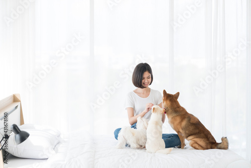 Young woman is playing with a Shiba Inu and Maltese dog in a bedroom in an apartment. An Asian girl is sitting with three dogs.