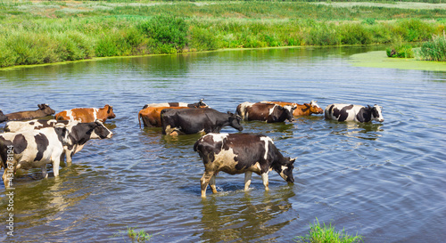 Cows wade cross the river