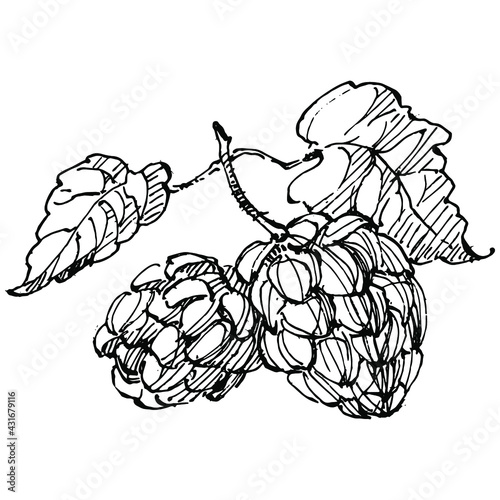 Hop plant hand drawing vintage clip art. Humulus logo or tattoo highly detailed in line art style concept. Black and white isolated. Antique vintage engraving illustration for emblem