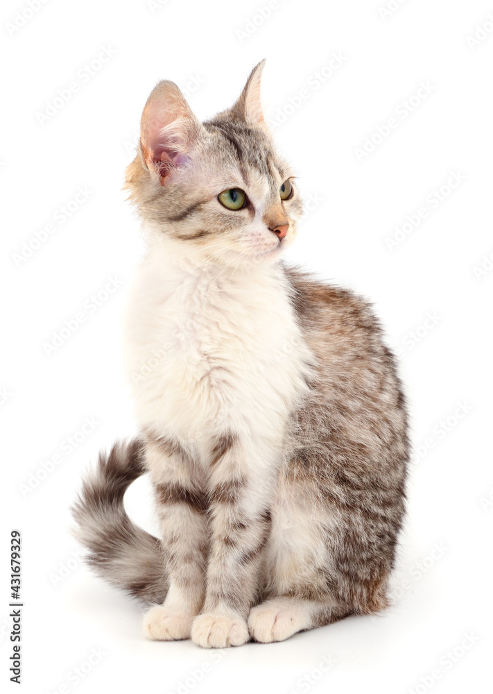 Obraz premium Small gray kitten.