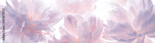 Blossoming delicate peony,pastel and soft background