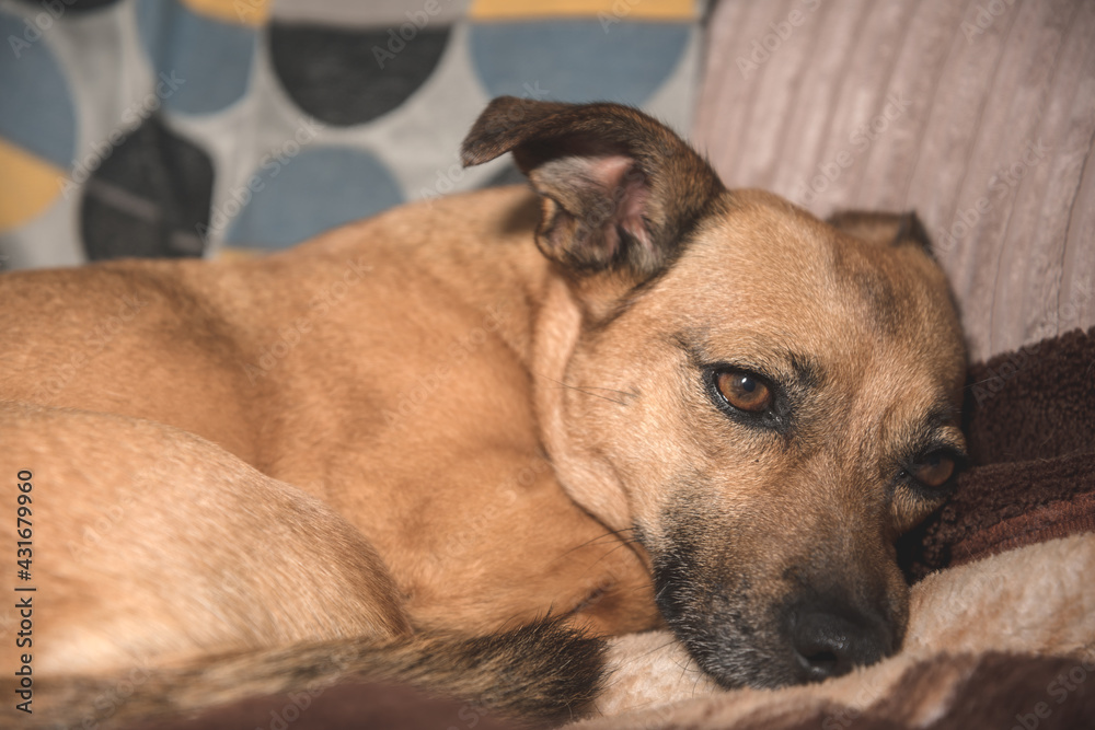 Obraz premium Small ginger dog missing owner