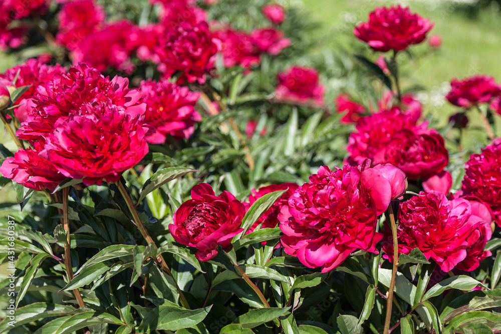 a bush of blooming bright red peonies in the park on a summer day a bush of blooming bright red peonies in the park on a summer day