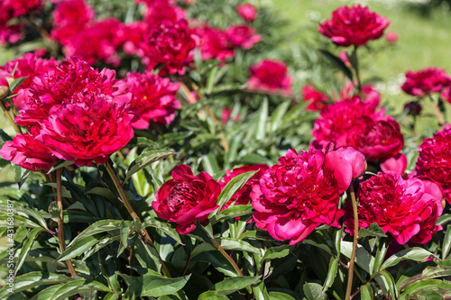 Fototapeta Naklejka Na Ścianę i Meble -  a bush of blooming bright red peonies in the park on a summer day